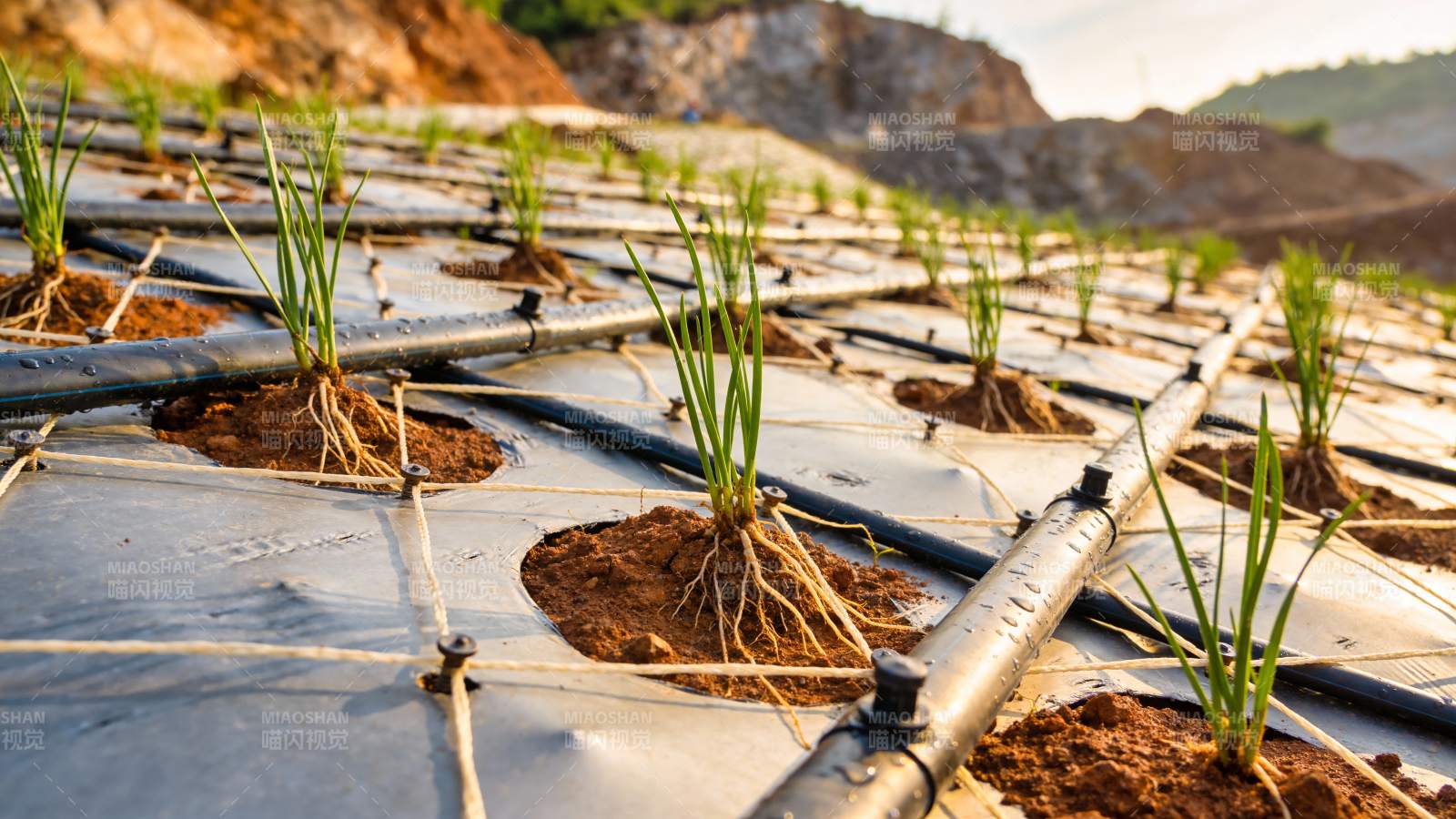 滴灌水稻苗圃图片