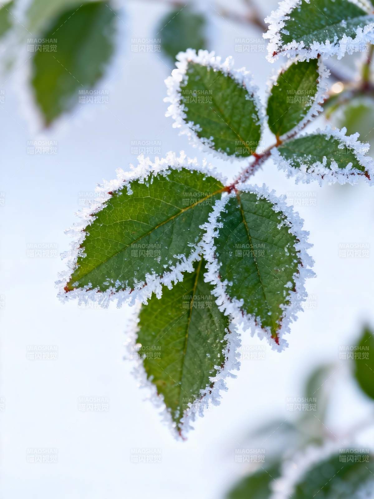 霜叶凝寒图片