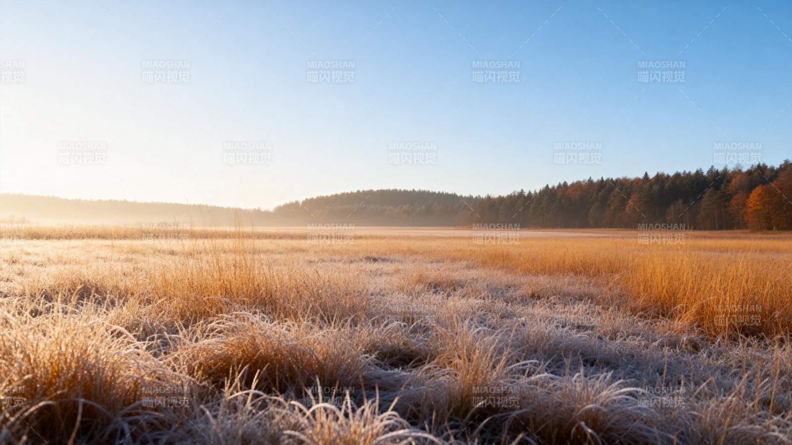 晨光中的金黄草甸图片