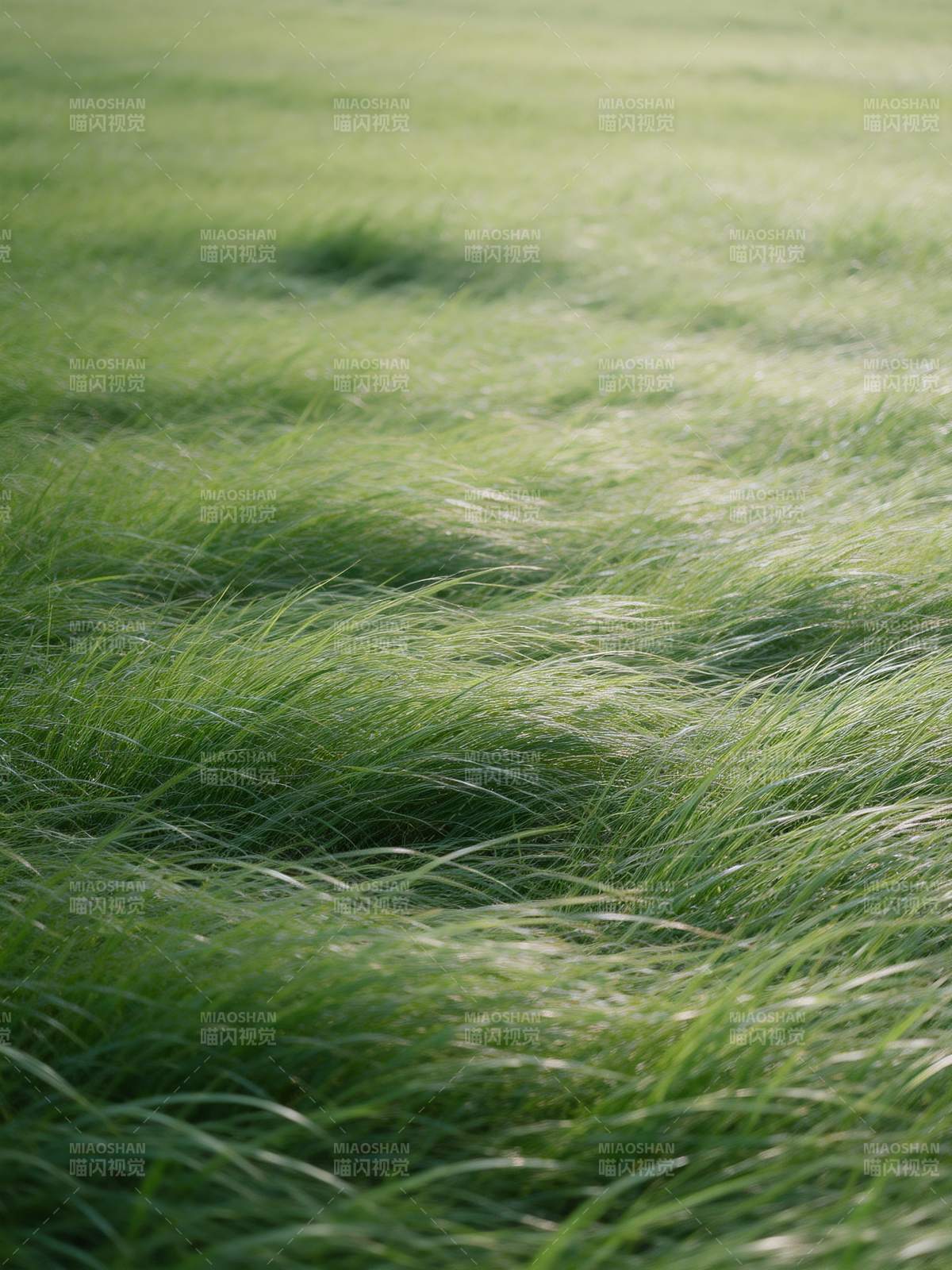 绿草随风舞图片