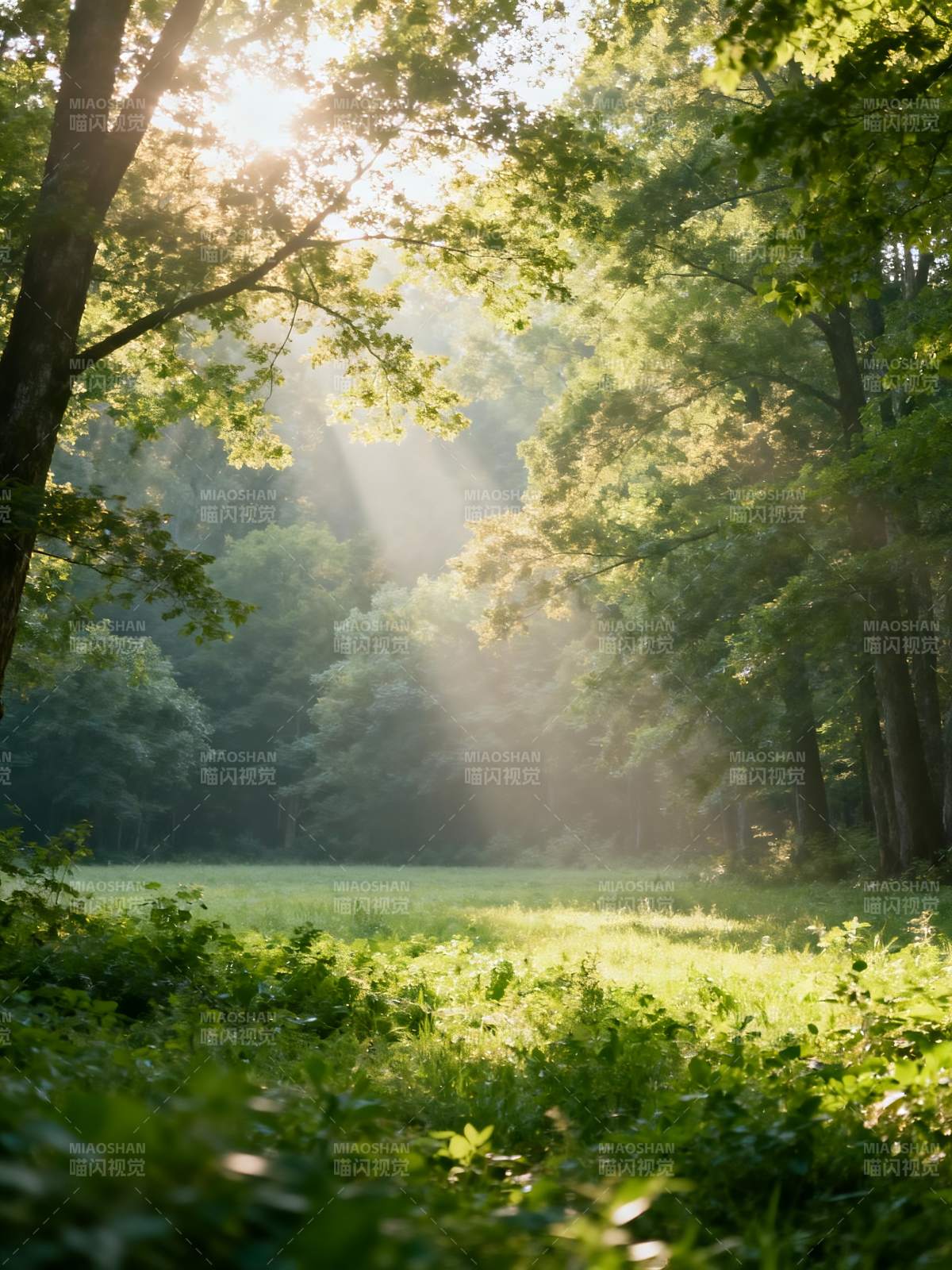 晨光穿透林间图片