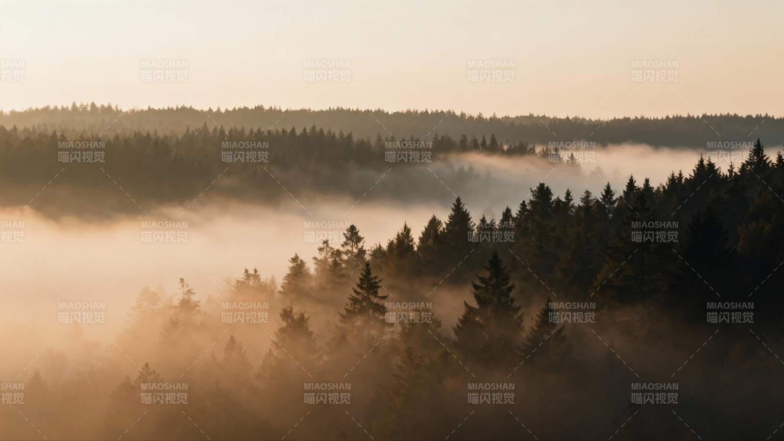 晨雾森林图片