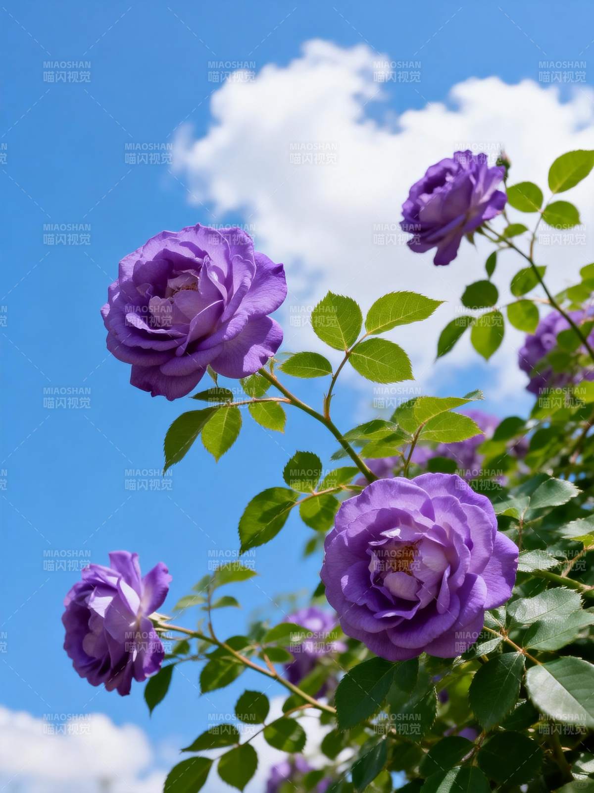 紫玫瑰绽放蓝天图片