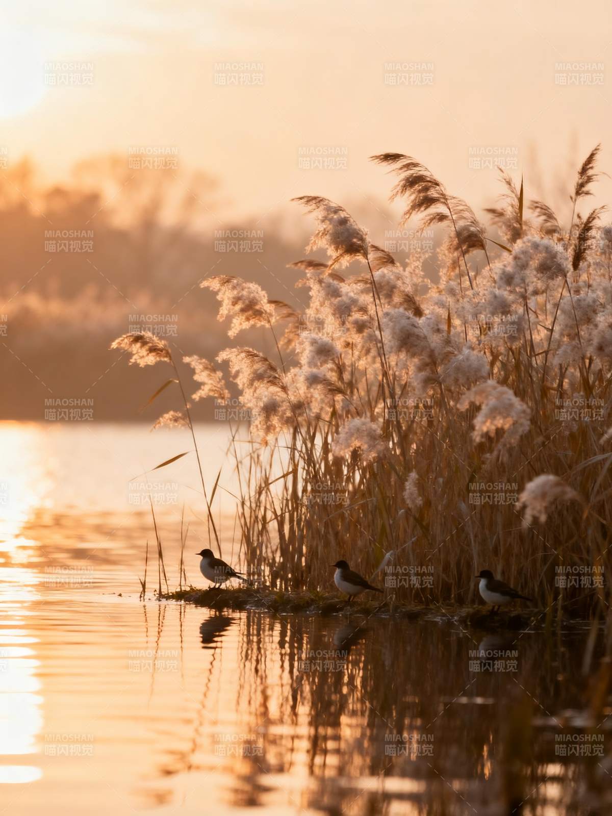 湖畔晨光鸟影图片