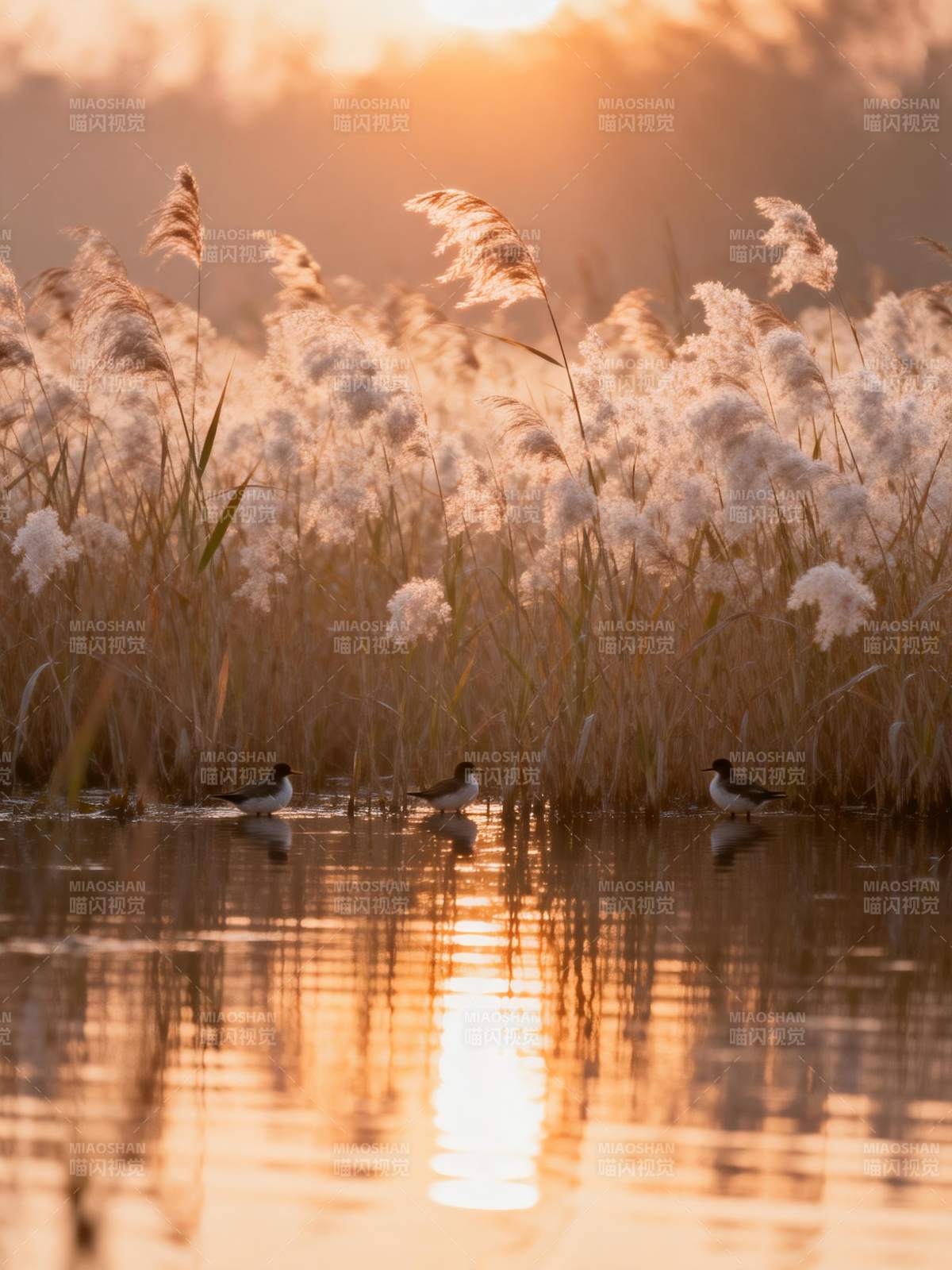 芦苇荡日落水鸟图片