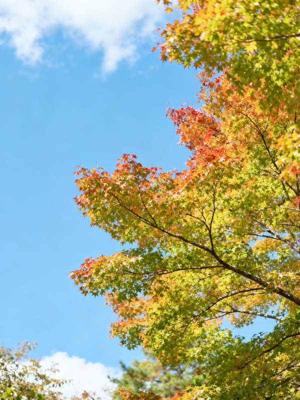 秋叶映蓝天图片