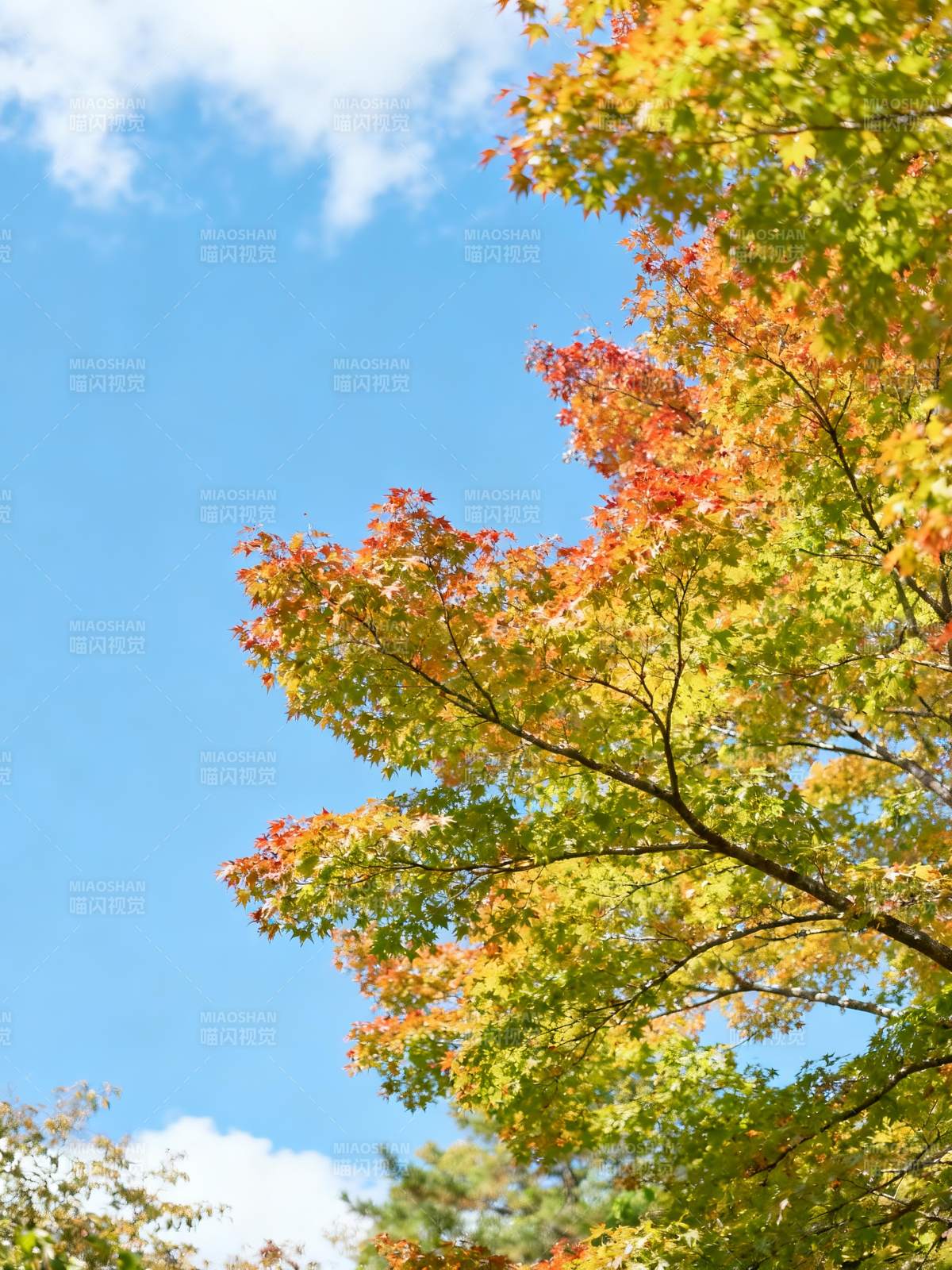 秋叶映蓝天图片