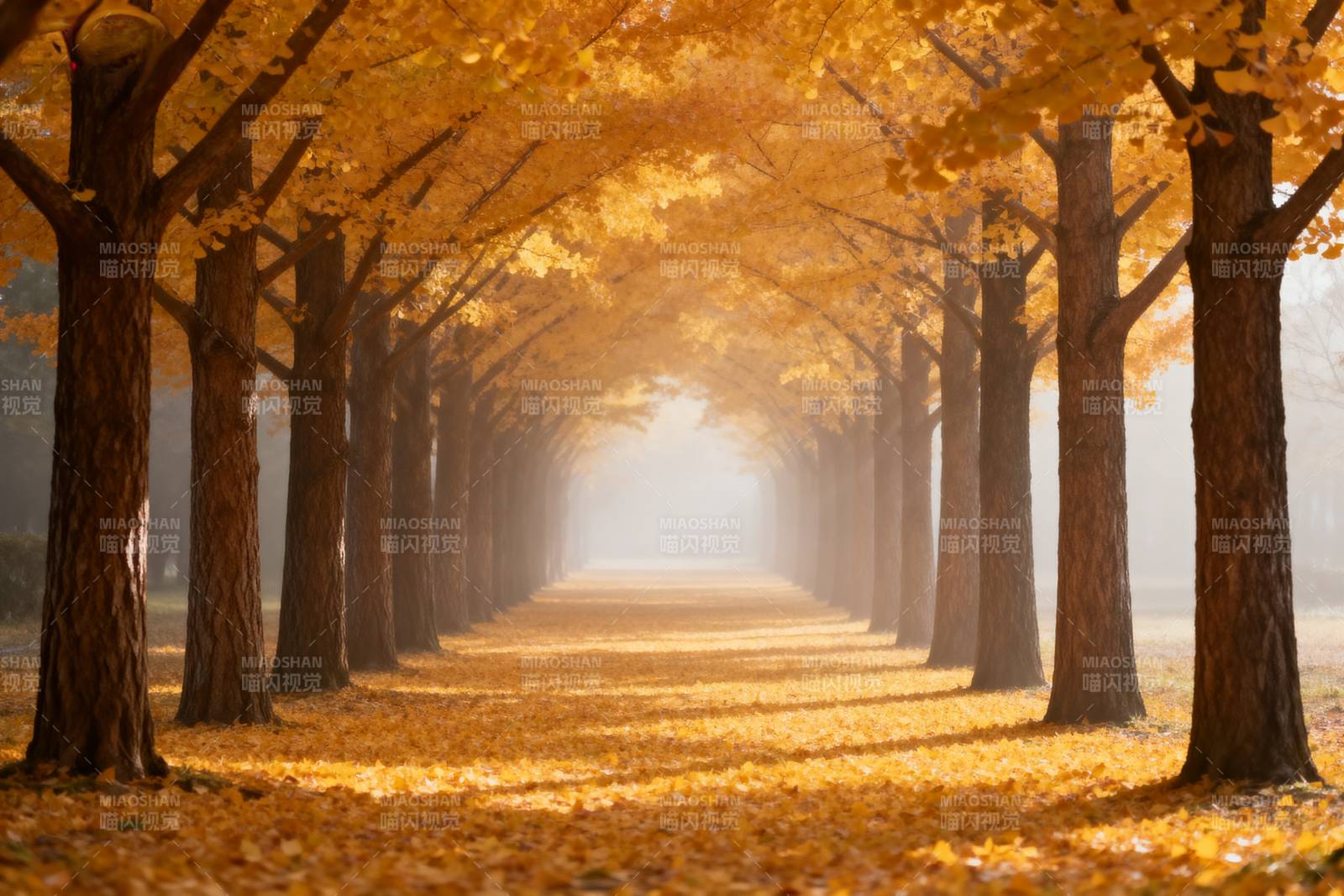 秋日林荫道图片
