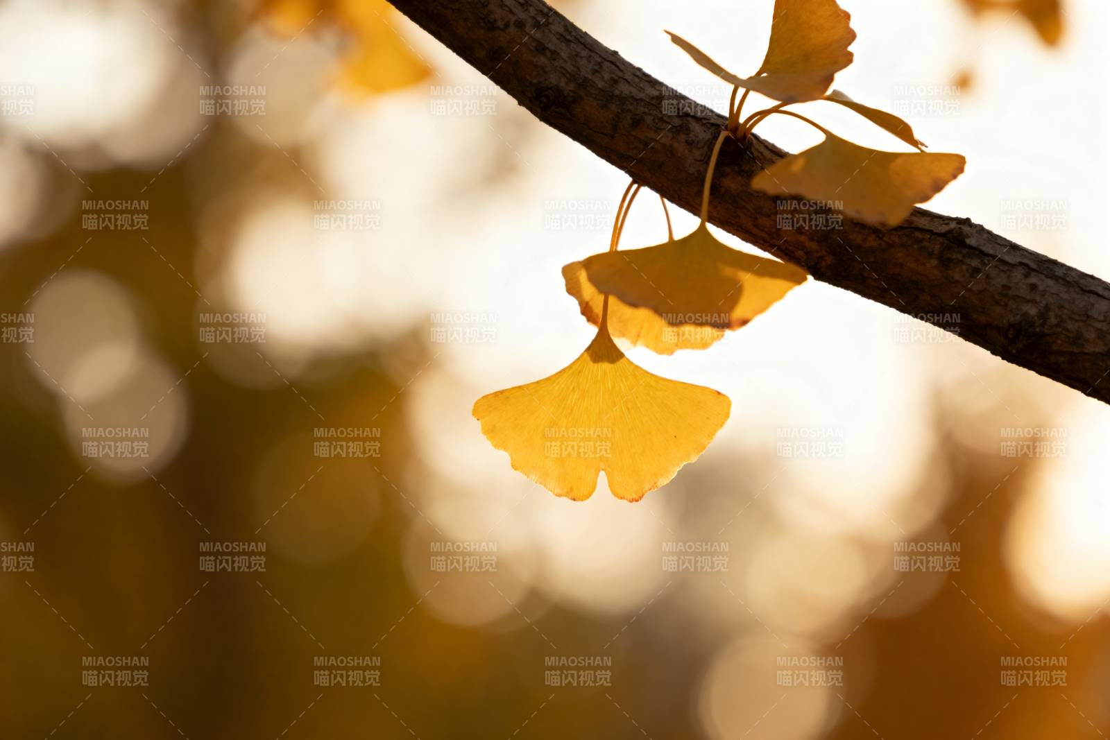 秋叶金黄 枝头静美图片