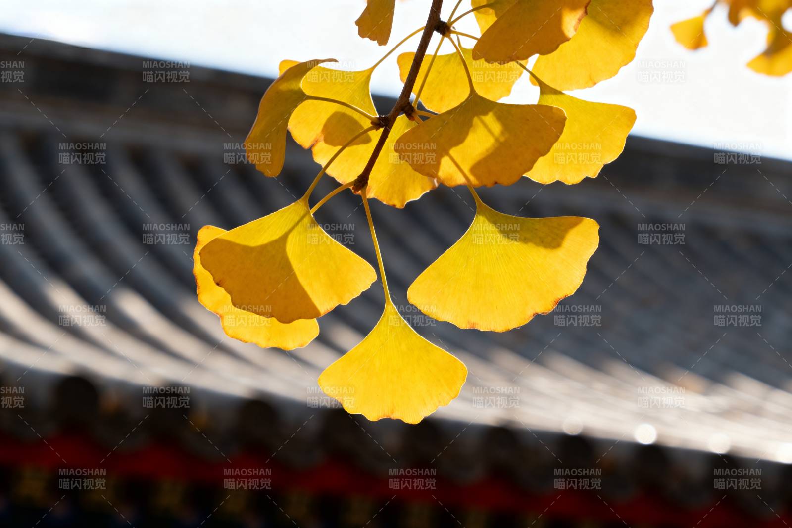 银杏叶黄秋意浓图片