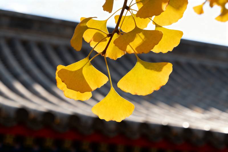 银杏叶黄秋意浓图片