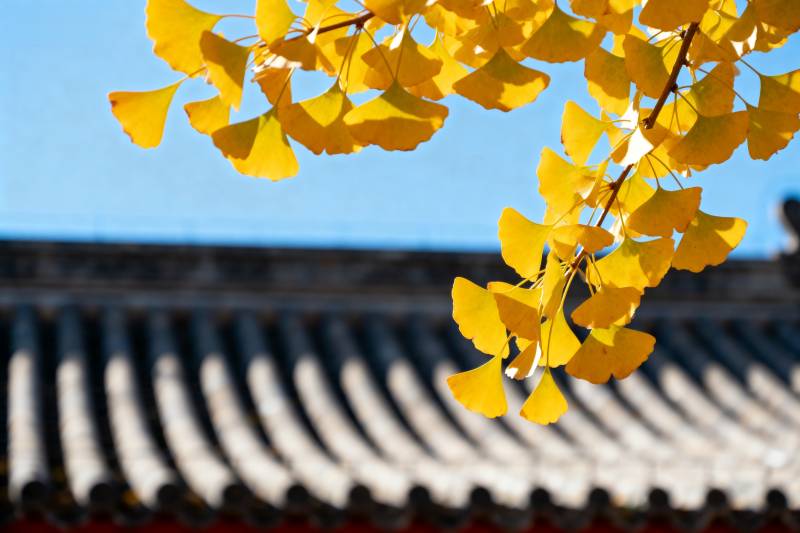 银杏黄叶映古檐图片