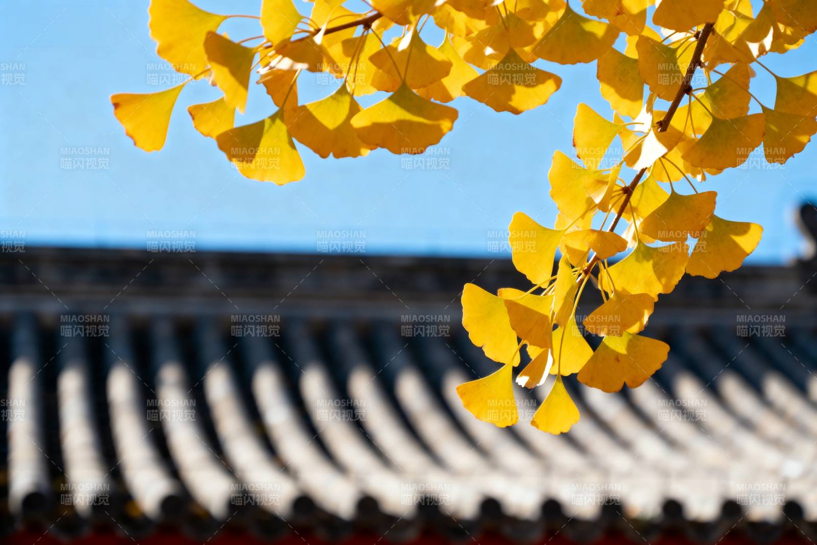银杏黄叶映古檐图片
