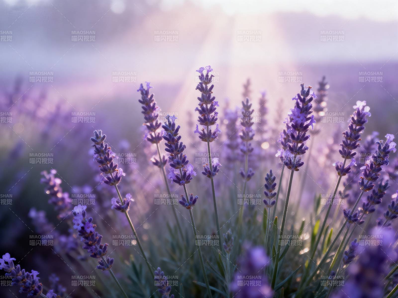 薰衣草花海晨光图片