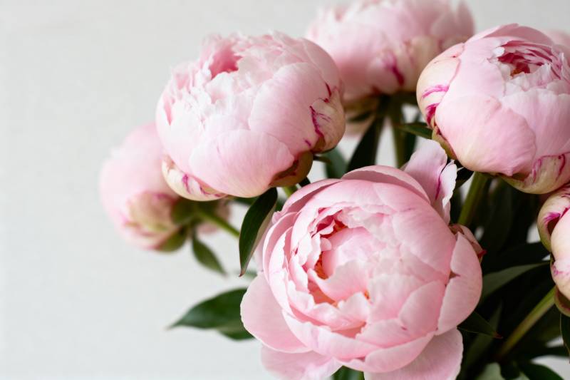 粉嫩牡丹绽放图片