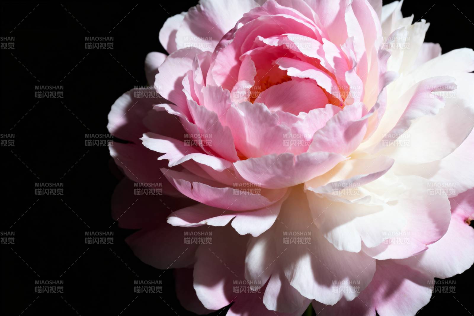 粉白玫瑰绽放图片