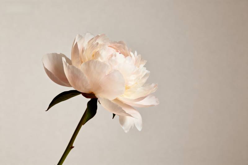 淡雅牡丹绽放图片