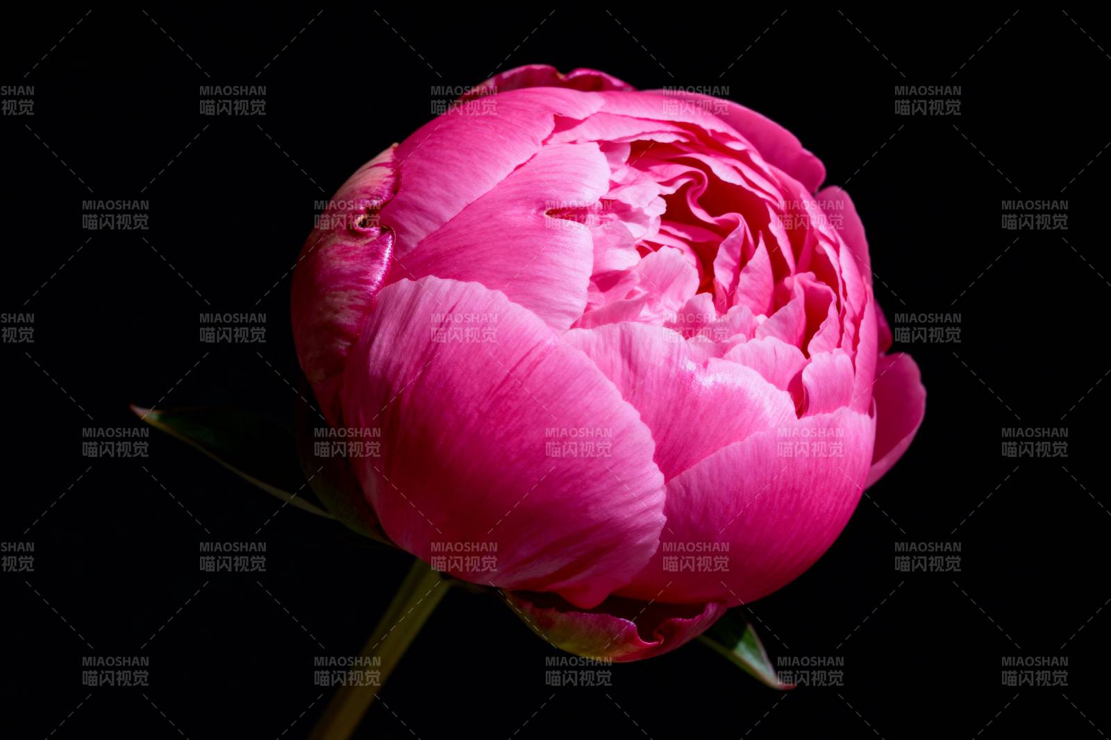 粉红牡丹绽放图片