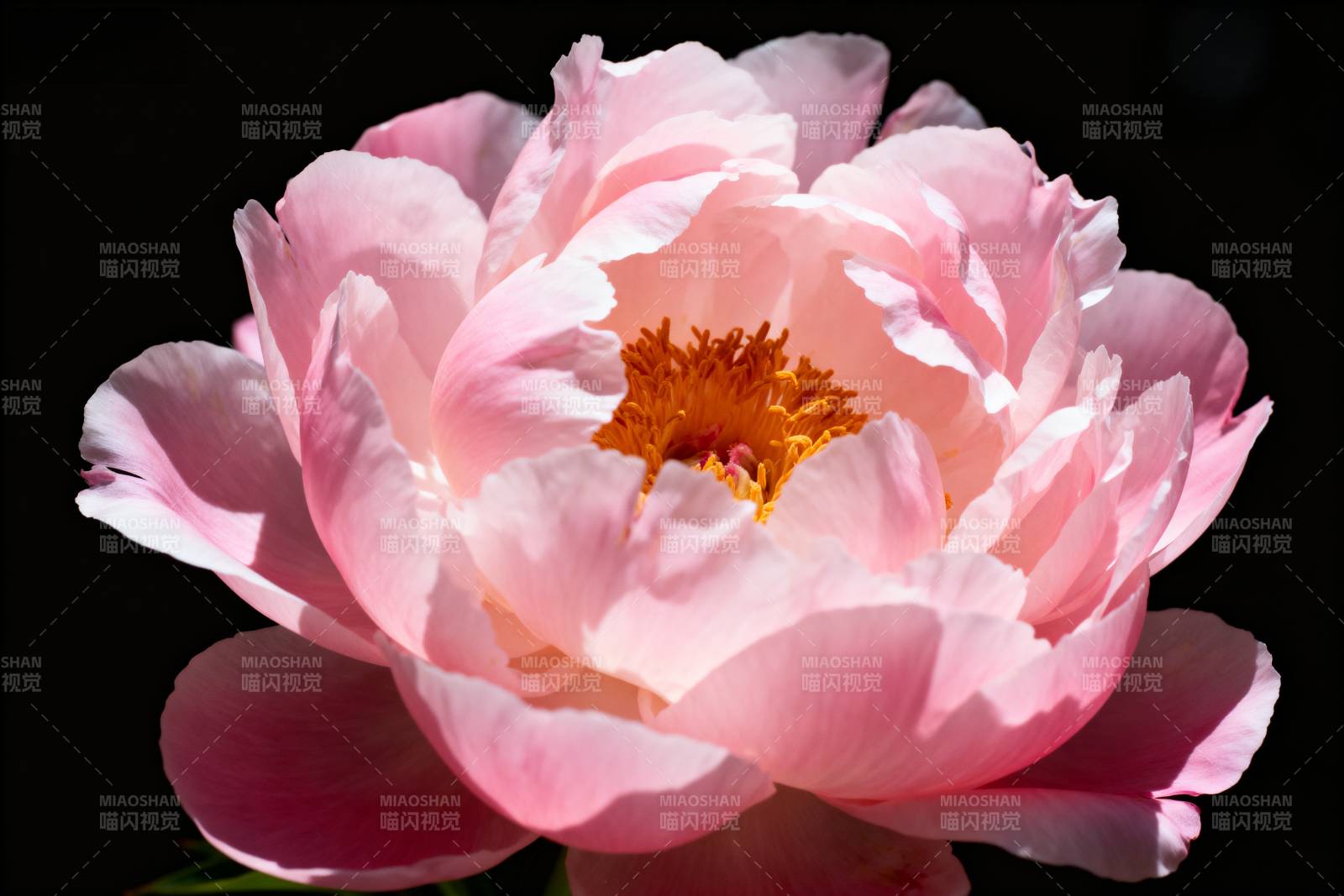 粉嫩牡丹绽放图片