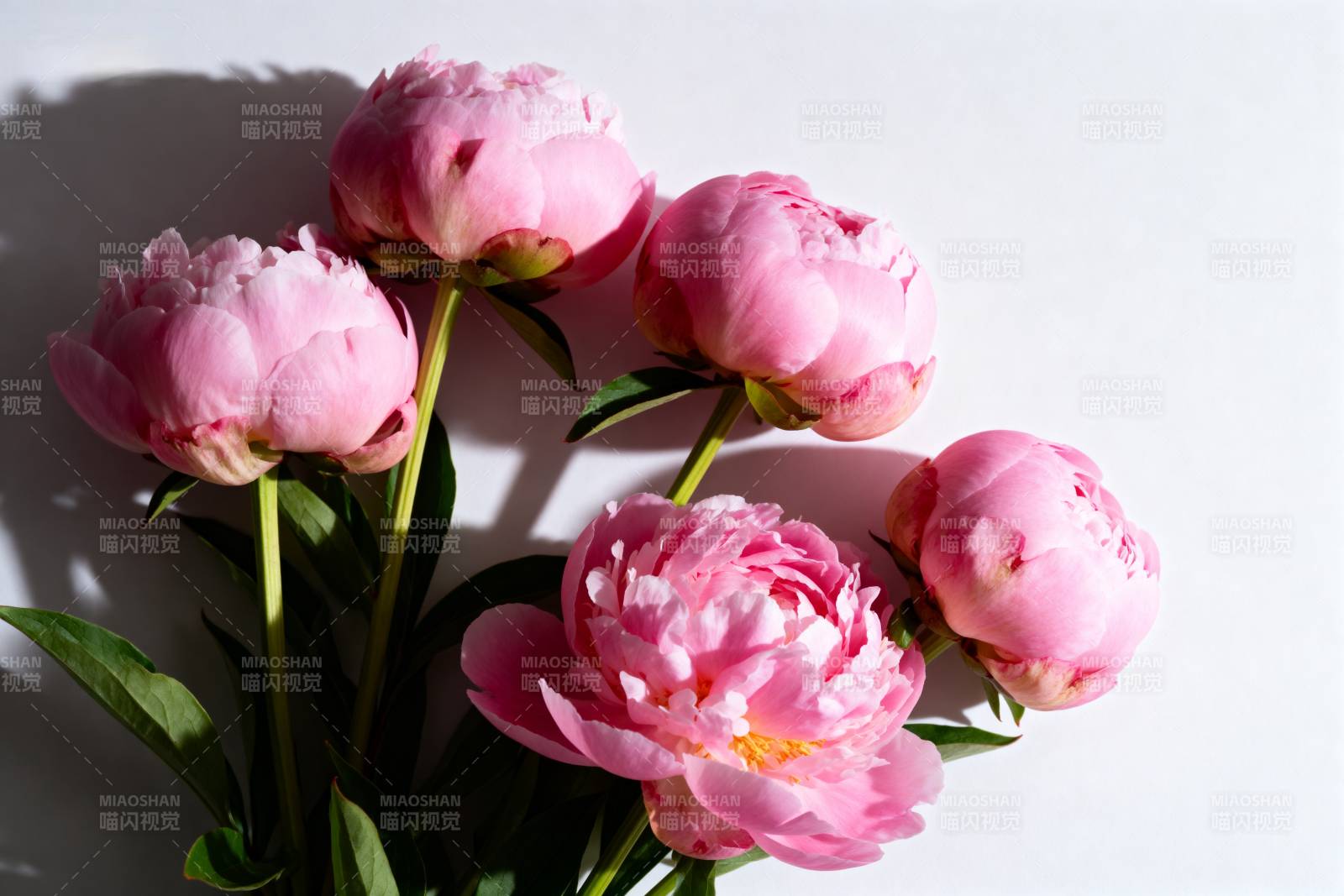 粉嫩牡丹绽放图片