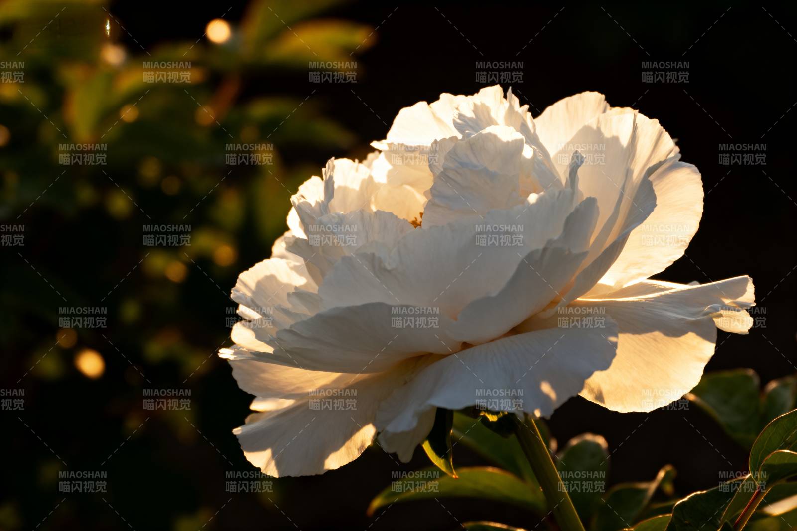 白玫瑰在夕阳下绽放图片