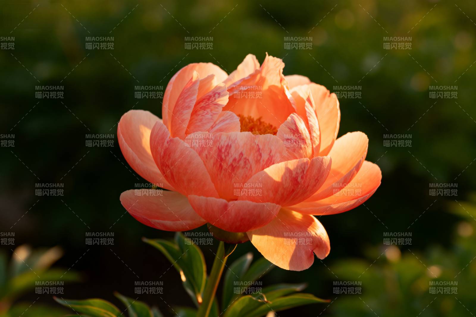 橙色牡丹绽放图片