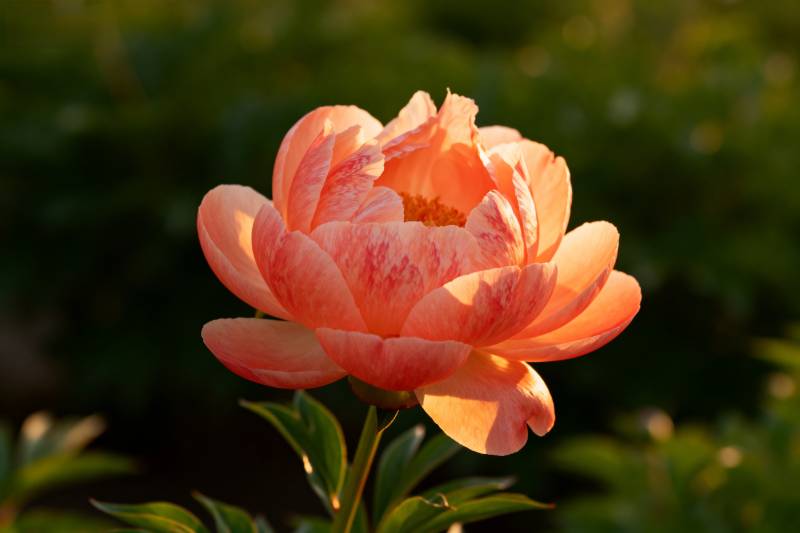 橙色牡丹绽放图片