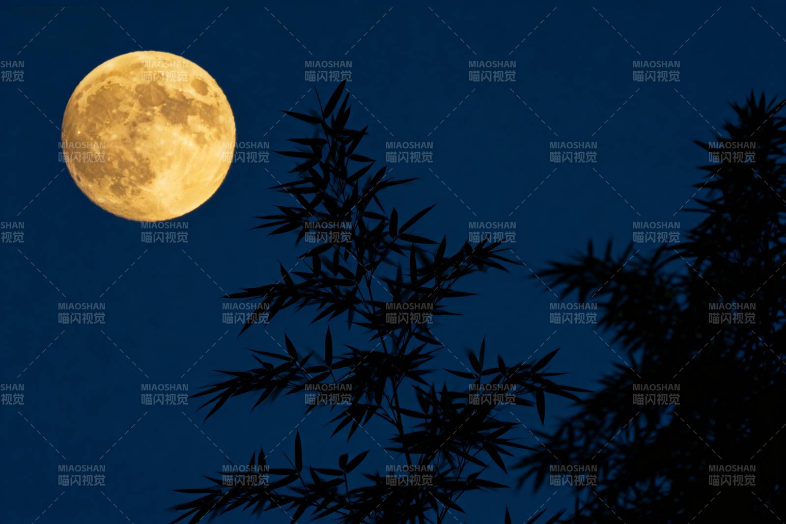 月夜竹影图片