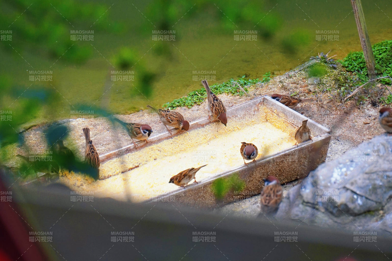 小鸟戏水图图片