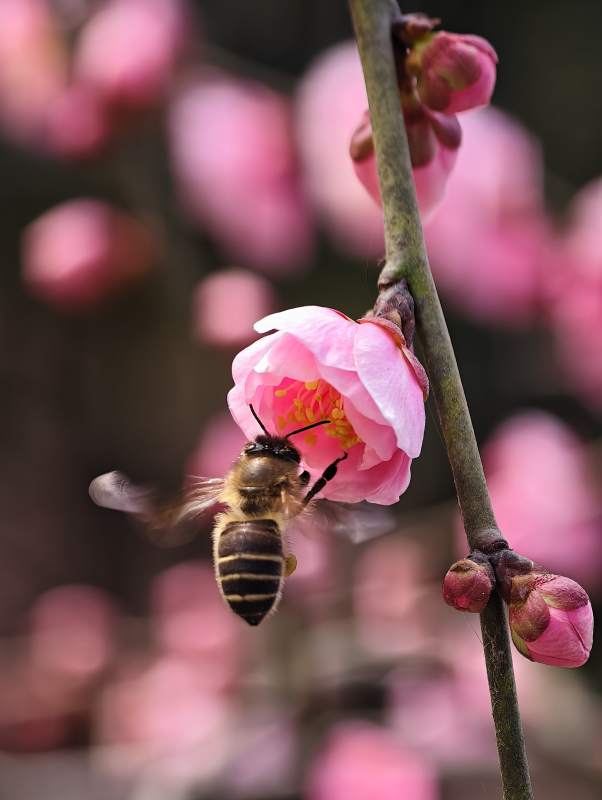 蜂采梅香图片