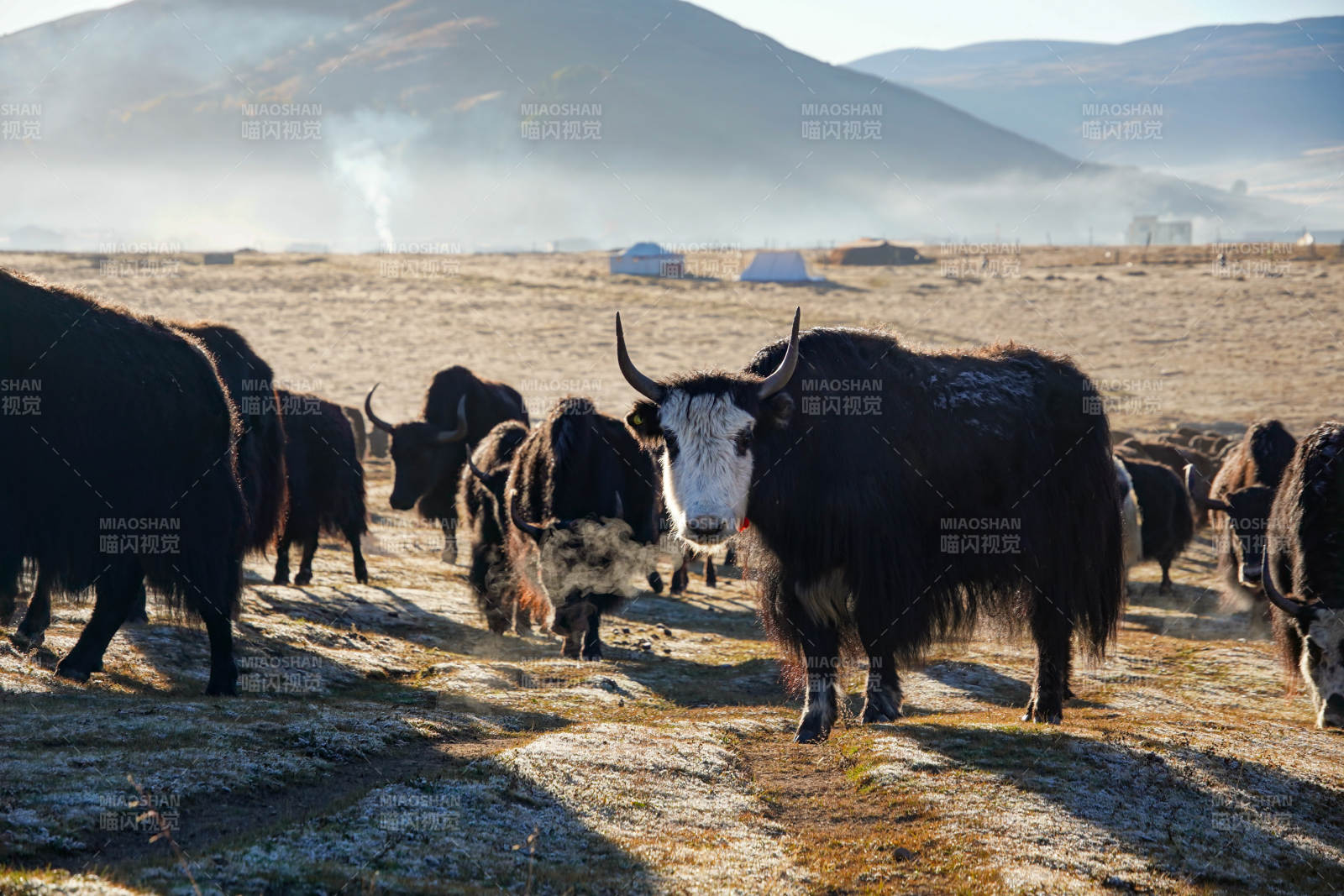 高原牦牛群图片