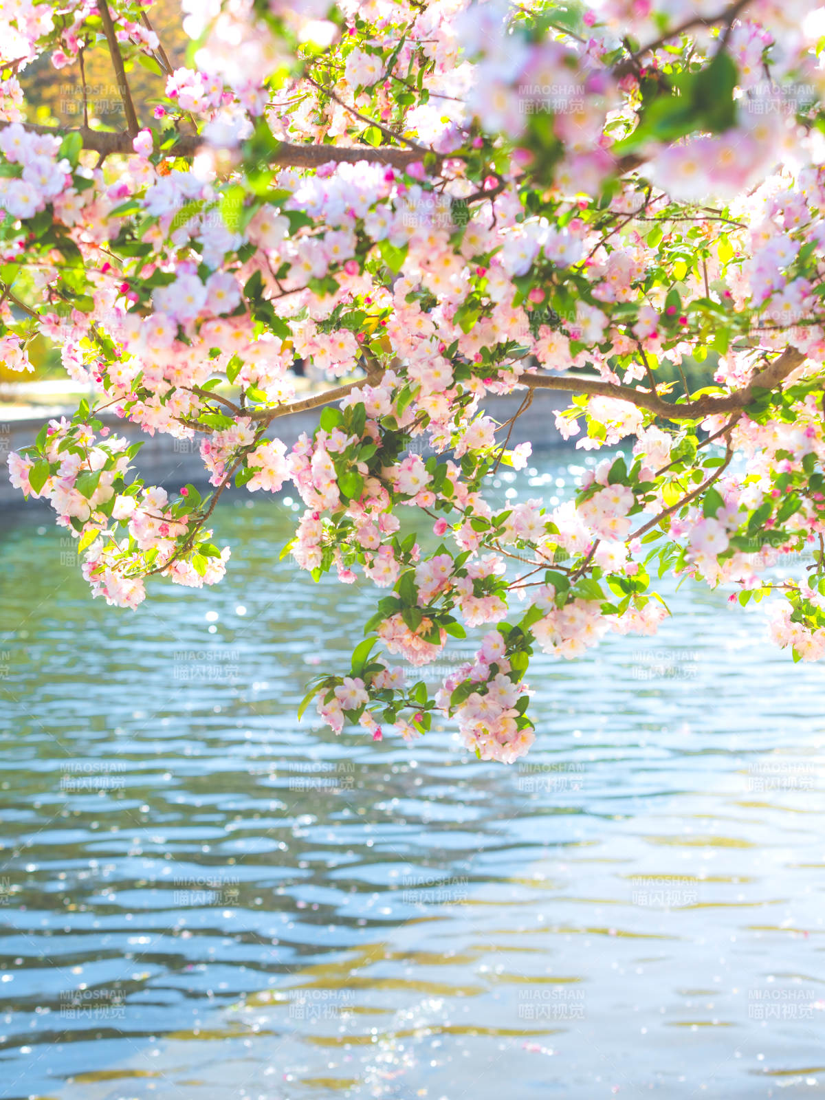 元大都遗址海棠花溪 春意盎然图片