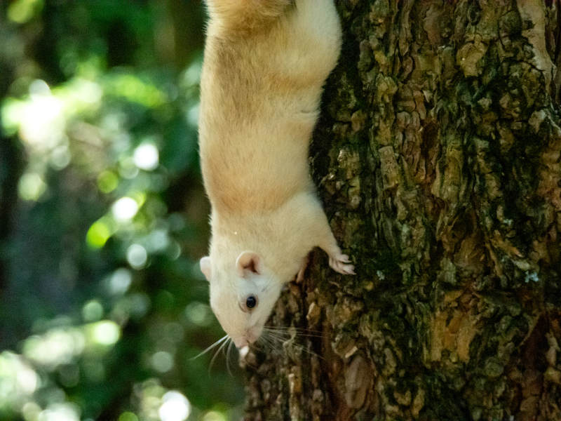 白松鼠攀树图片