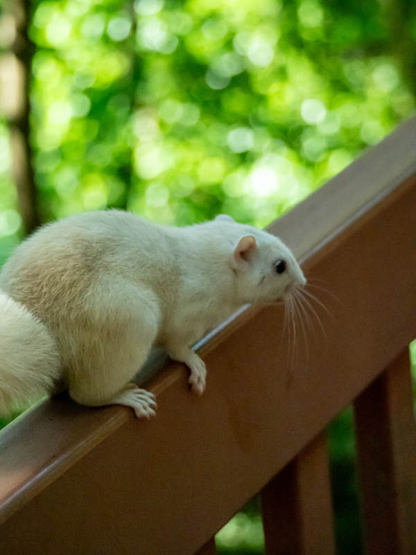 白松鼠攀栏图片