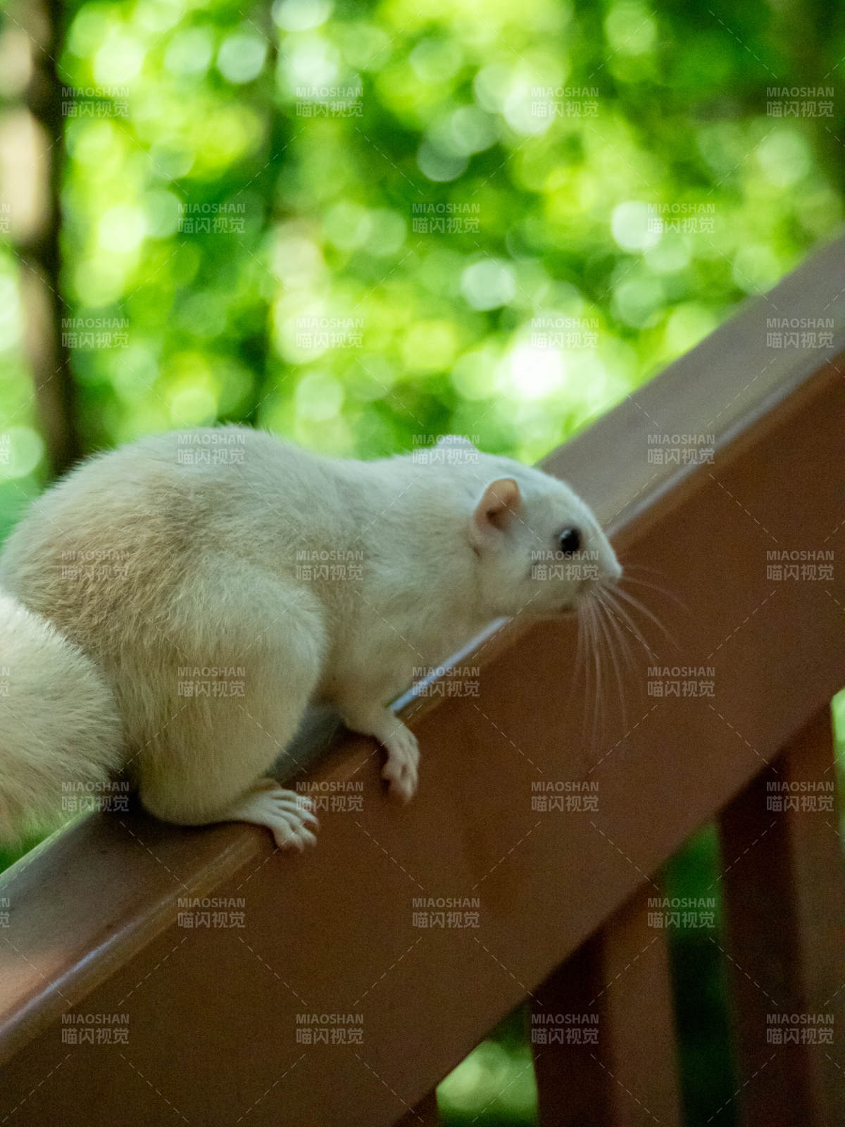 白松鼠攀栏图片