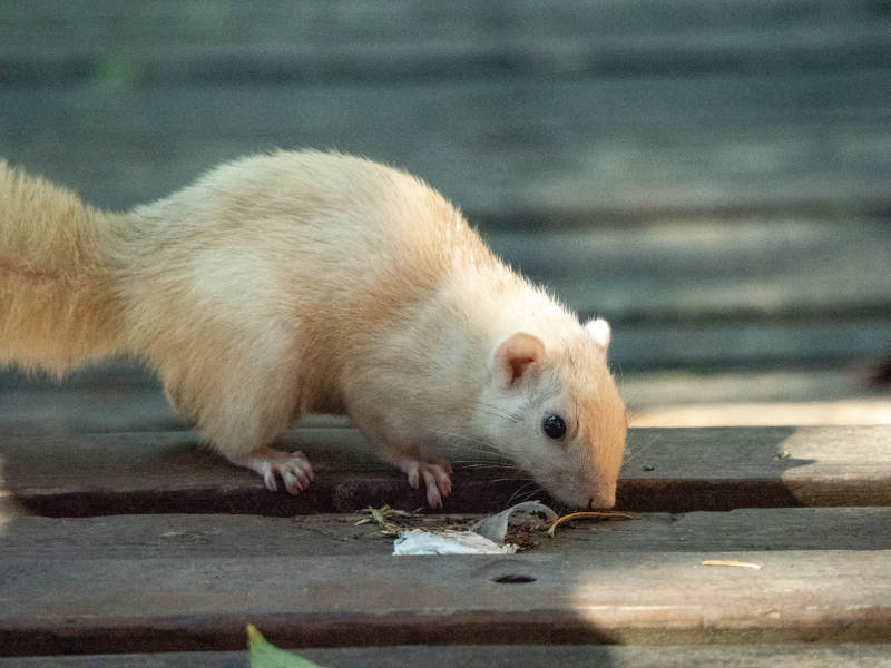 白松鼠觅食图片