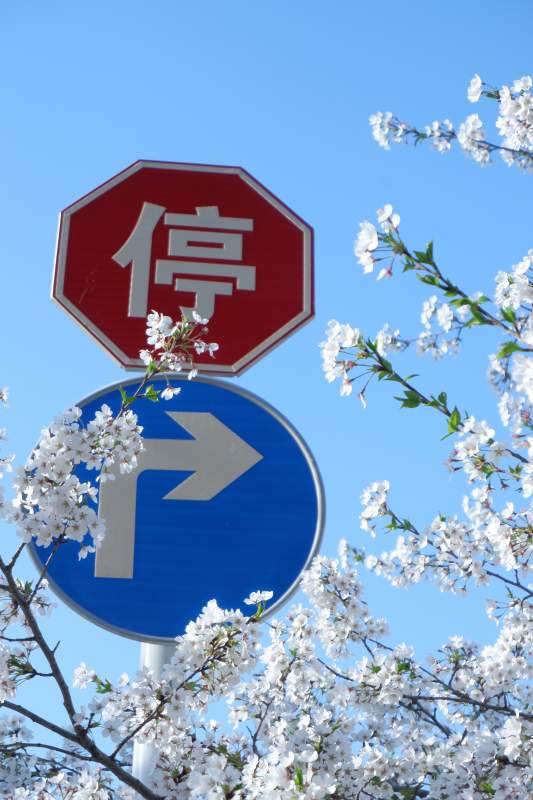 樱花与交通标志图片