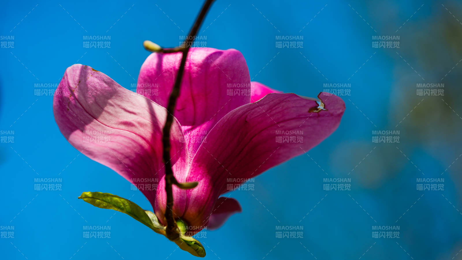 粉红玉兰绽放图片