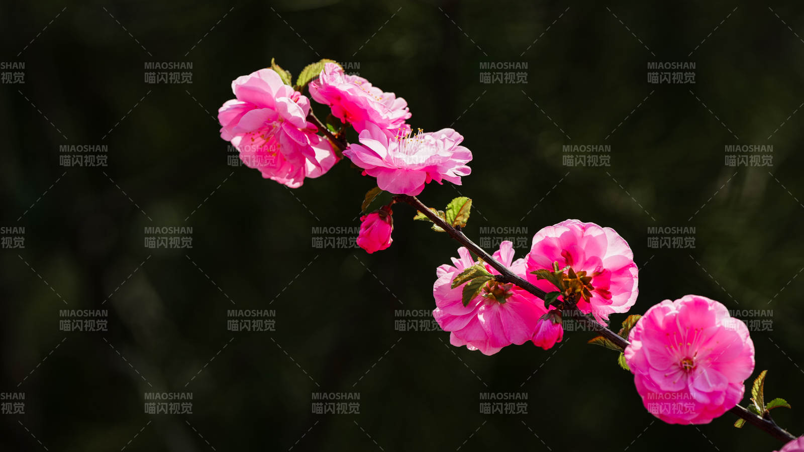 粉红樱花绽放枝头图片