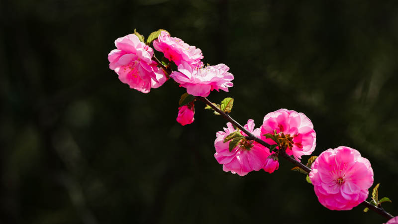 粉红樱花绽放枝头图片