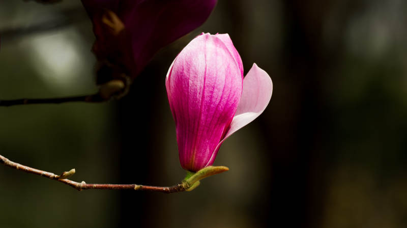 粉红玉兰花绽放图片