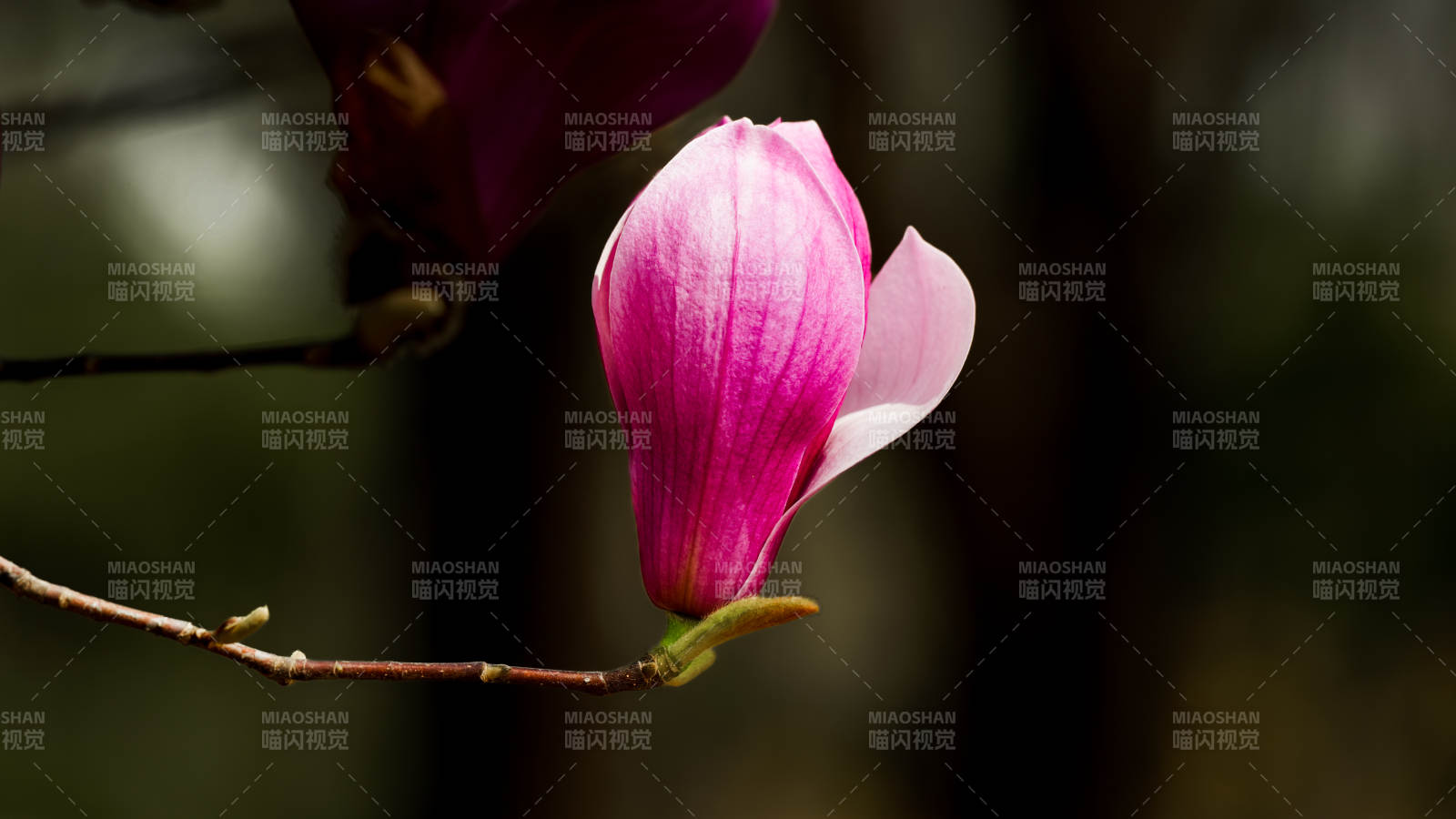 粉红玉兰花绽放图片