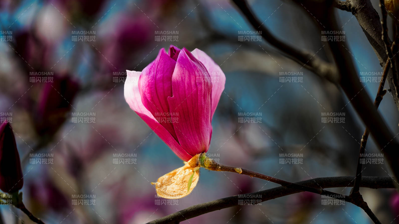 紫玉兰绽放枝头图片