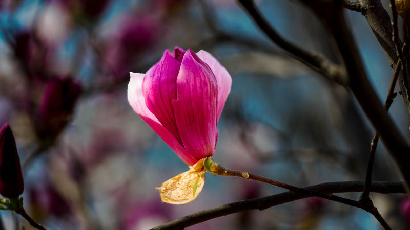 紫玉兰绽放枝头图片