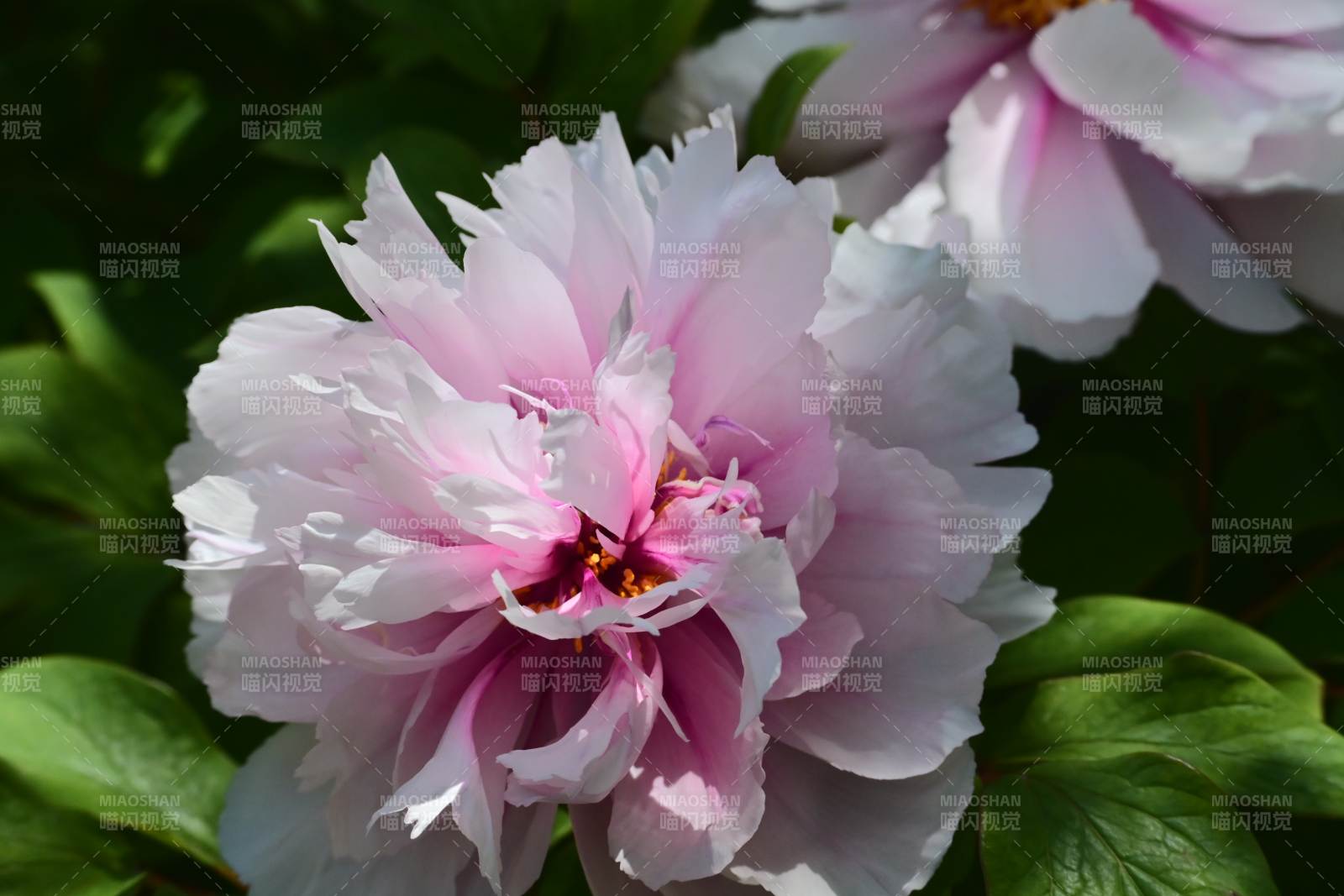 粉白牡丹绽放图片