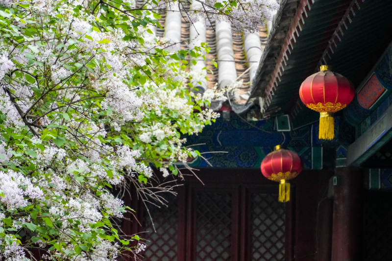 春花映古檐图片