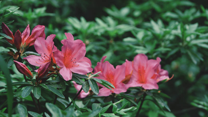 粉红杜鹃花绽放图片