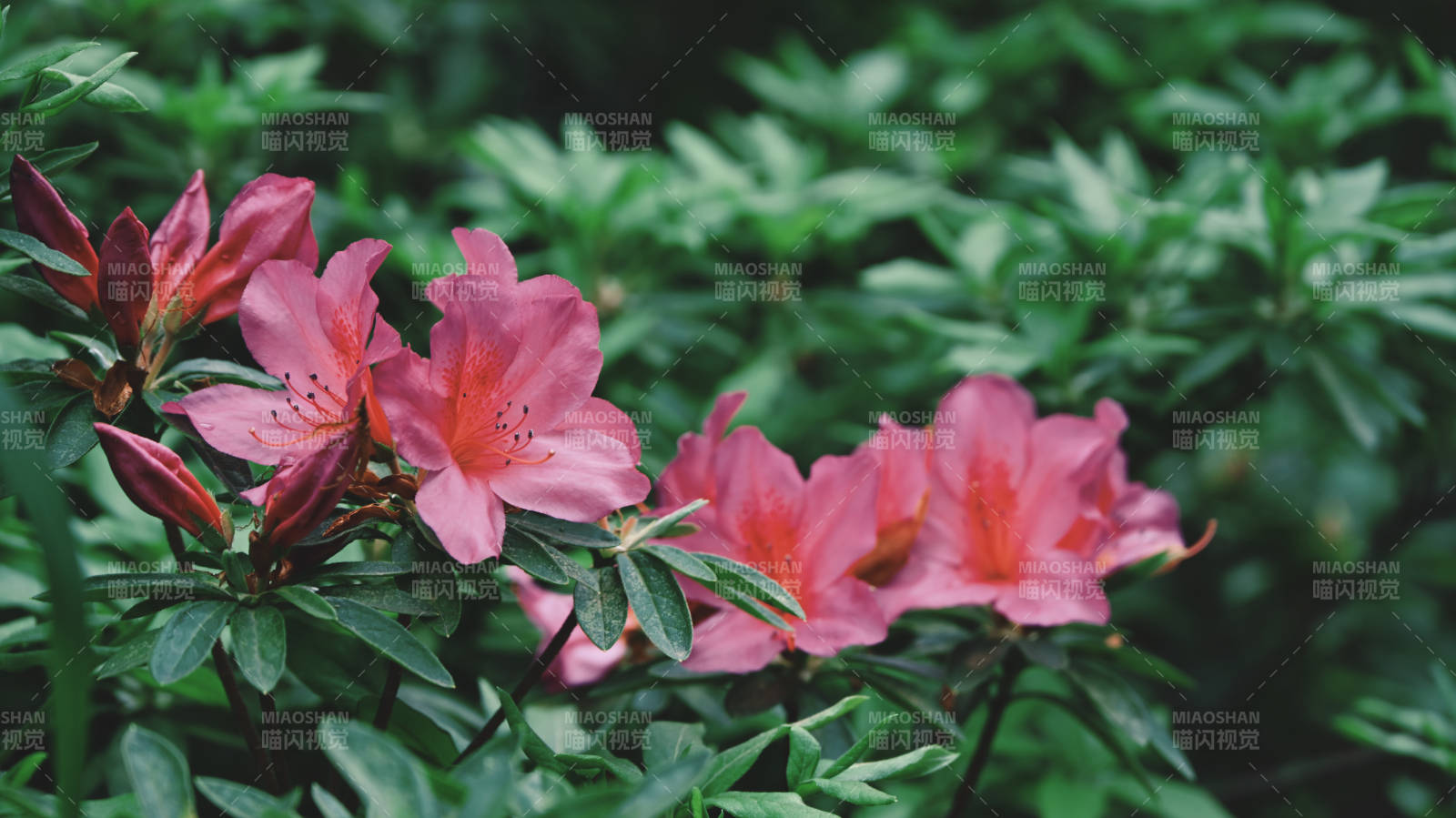 粉红杜鹃花绽放图片