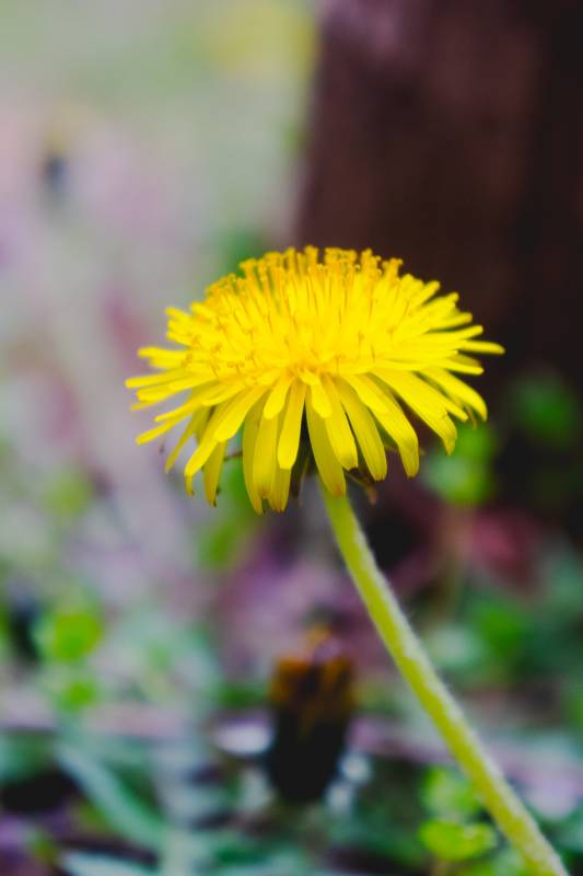 蒲公英绽放图片