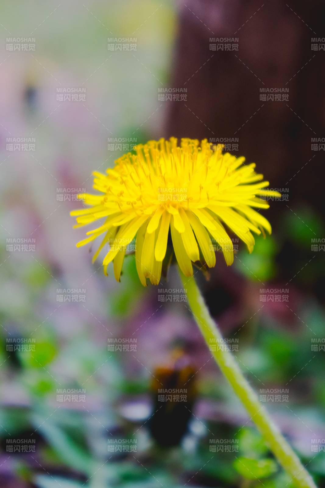 蒲公英绽放图片